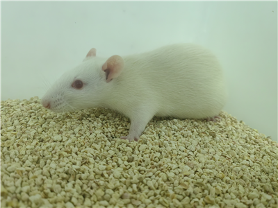 動脈粥樣硬化動物模型