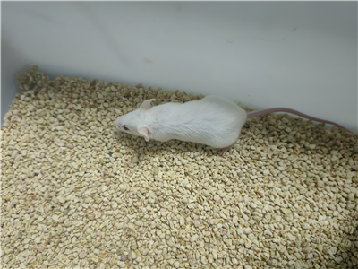 潰瘍性結(jié)腸炎動(dòng)物模型